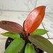 The Plant Farm® Houseplants Philodendron Sun Red, 4" Plant