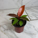 The Plant Farm® Houseplants Philodendron Sun Red, 4" Plant