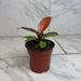 The Plant Farm® Houseplants Philodendron Sun Red, 4" Plant