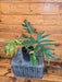 The Plant Farm® Houseplants Philodendron Tahiti, 4" Plant