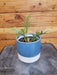 The Plant Farm® Houseplants Philodendron Tortum, 4" Plant