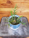 The Plant Farm® Houseplants Philodendron Tortum, 4" Plant