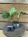 The Plant Farm® Houseplants Philodendron Verrucosum - Pick Your Plant, 2" Plant