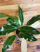 The Plant Farm® Houseplants Philodendron Wend Imbe Variegated - Pick Your Plant, 5" Plant