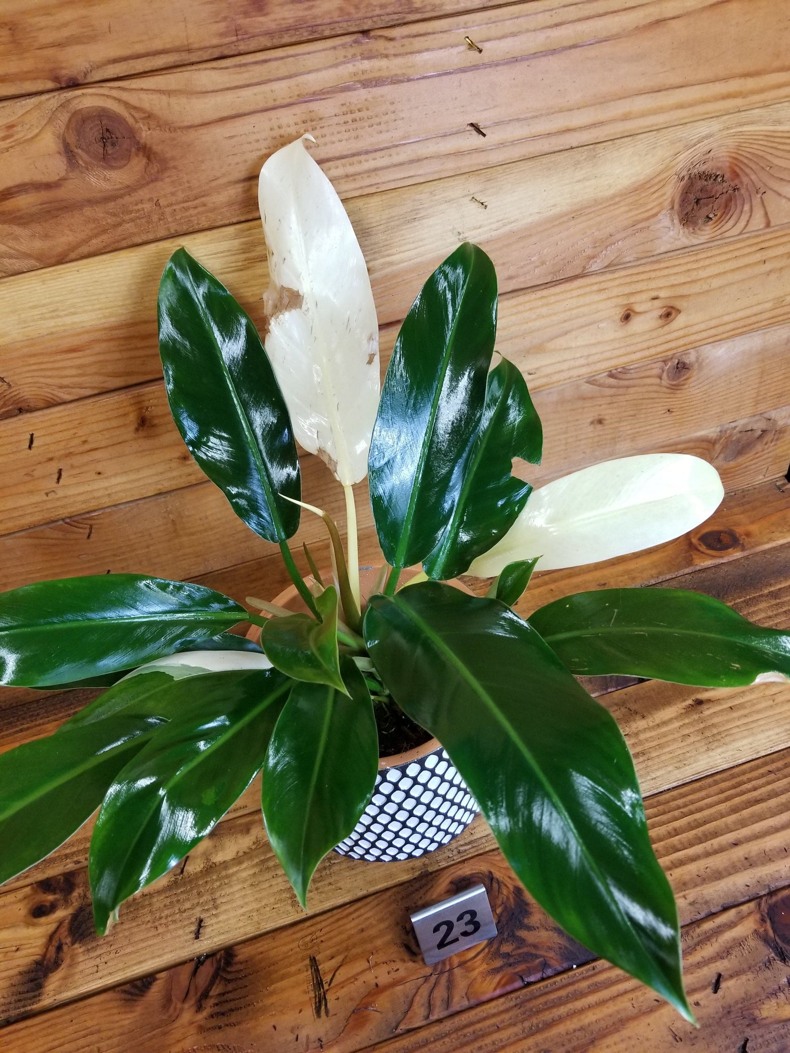 Philodendron Wend Imbe Variegated