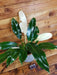 The Plant Farm® Houseplants Philodendron Wend Imbe Variegated - Pick Your Plant, 5" Plant