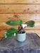 The Plant Farm® Houseplants Philodendron White Knight, 2" Plant