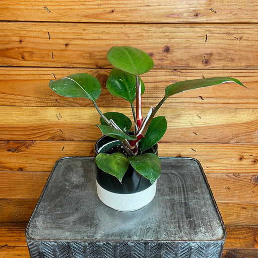 The Plant Farm® Houseplants Philodendron White Knight Reverted/Low Variegation, 4" Plant