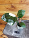 The Plant Farm® Houseplants Philodendron White Knight Variegated - Pick Your Plant, 2" Plant