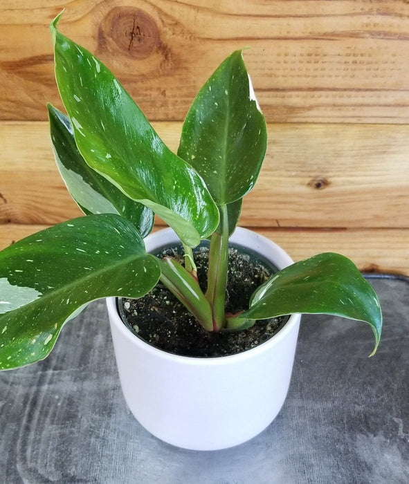 The Plant Farm® Houseplants Philodendron White Princess, 4" Plant