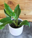 The Plant Farm® Houseplants Philodendron White Princess, 4" Plant