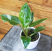The Plant Farm® Houseplants Philodendron White Princess, 4" Plant