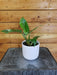 The Plant Farm® Houseplants Philodendron White Princess, 4" Plant