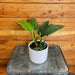 The Plant Farm® Houseplants Philodendron White Princess Reverted, 4" Plant