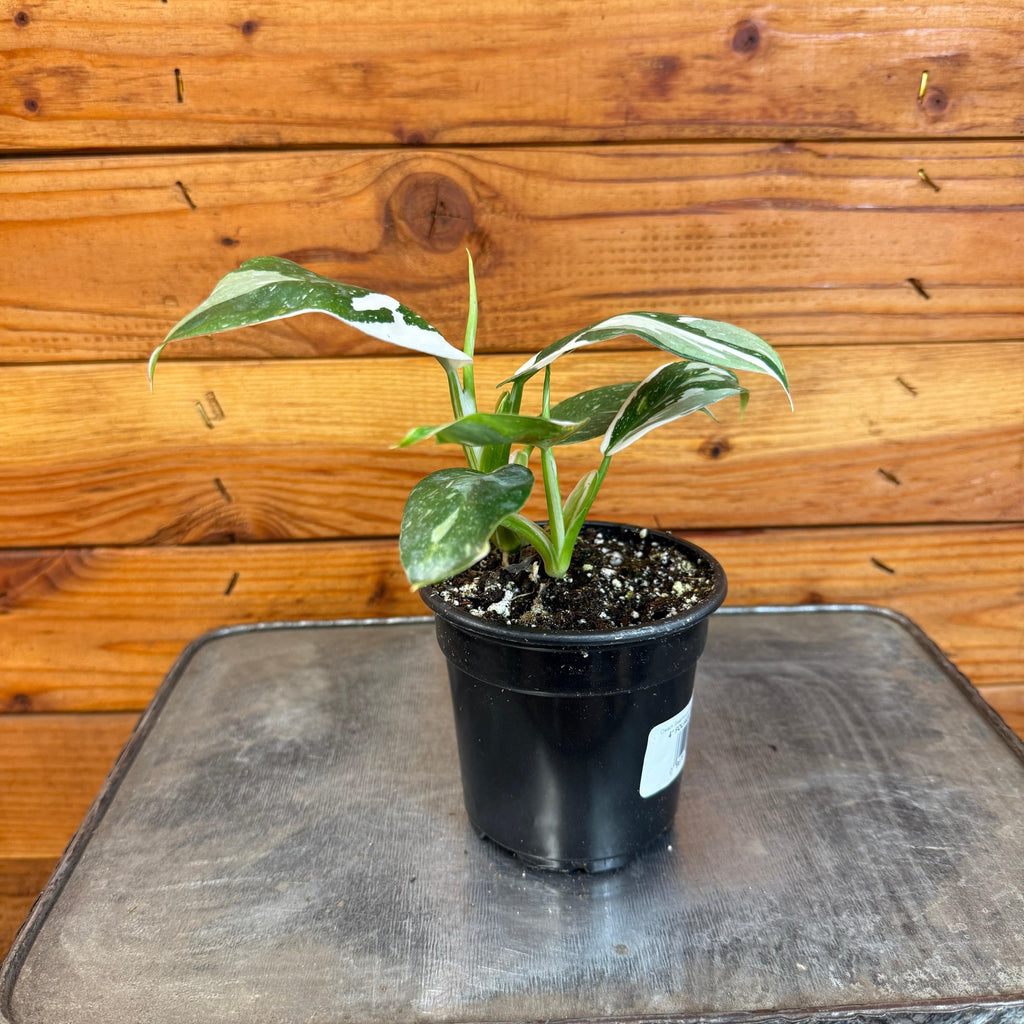 the-plant-farm-houseplants-