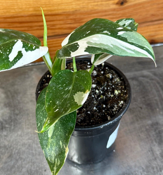The Plant Farm® Houseplants Philodendron White Wizard, 4" Plant