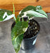 The Plant Farm® Houseplants Philodendron White Wizard, 4" Plant