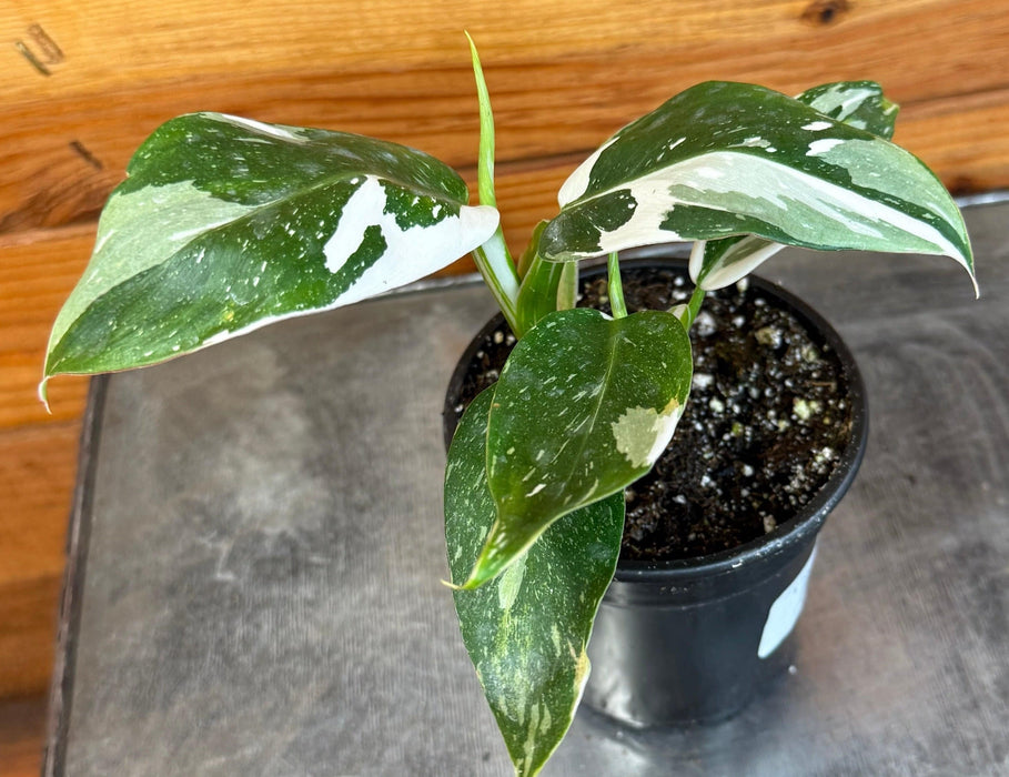 The Plant Farm® Houseplants Philodendron White Wizard, 4" Plant