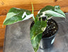 The Plant Farm® Houseplants Philodendron White Wizard, 4" Plant