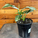 The Plant Farm® Houseplants Philodendron White Wizard, 4" Plant
