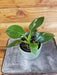 The Plant Farm® Houseplants Philodendron White Wizard, 4" Plant