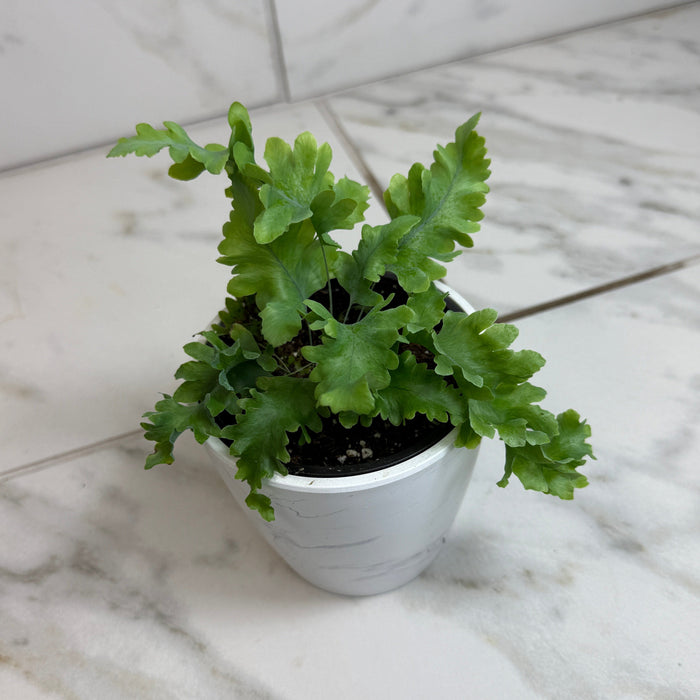 The Plant Farm® Houseplants Phlebodium aureum ‘Davana’ Blue Star Fern, 4" Plant