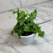 The Plant Farm® Houseplants Phlebodium aureum ‘Davana’ Blue Star Fern, 4" Plant