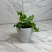 The Plant Farm® Houseplants Phlebodium aureum ‘Davana’ Blue Star Fern, 4" Plant