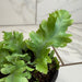 The Plant Farm® Houseplants Phlebodium aureum ‘Davana’ Blue Star Fern, 4" Plant