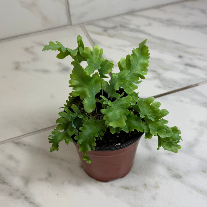 The Plant Farm® Houseplants Phlebodium aureum ‘Davana’ Blue Star Fern, 4" Plant