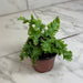 The Plant Farm® Houseplants Phlebodium aureum ‘Davana’ Blue Star Fern, 4" Plant