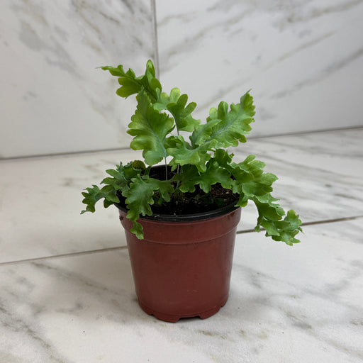 The Plant Farm® Houseplants Phlebodium aureum ‘Davana’ Blue Star Fern, 4" Plant
