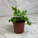 The Plant Farm® Houseplants Phlebodium aureum ‘Davana’ Blue Star Fern, 4" Plant