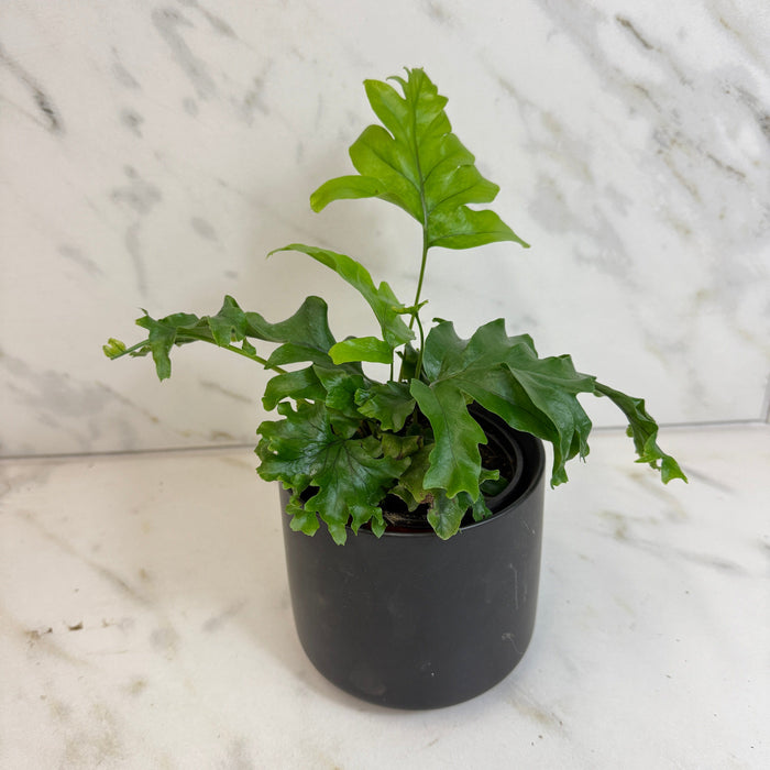 The Plant Farm® Houseplants Phlebosia 'Nicholas Diamond' Fern, 4" Plant
