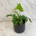 The Plant Farm® Houseplants Phlebosia 'Nicholas Diamond' Fern, 4" Plant