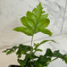 The Plant Farm® Houseplants Phlebosia 'Nicholas Diamond' Fern, 4" Plant