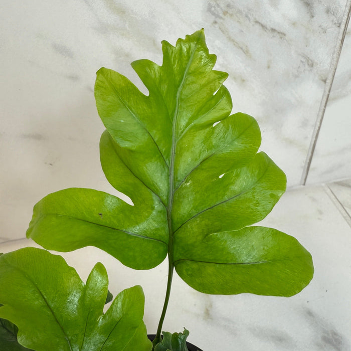 The Plant Farm® Houseplants Phlebosia 'Nicholas Diamond' Fern, 4" Plant