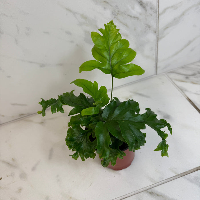 The Plant Farm® Houseplants Phlebosia 'Nicholas Diamond' Fern, 4" Plant
