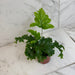 The Plant Farm® Houseplants Phlebosia 'Nicholas Diamond' Fern, 4" Plant