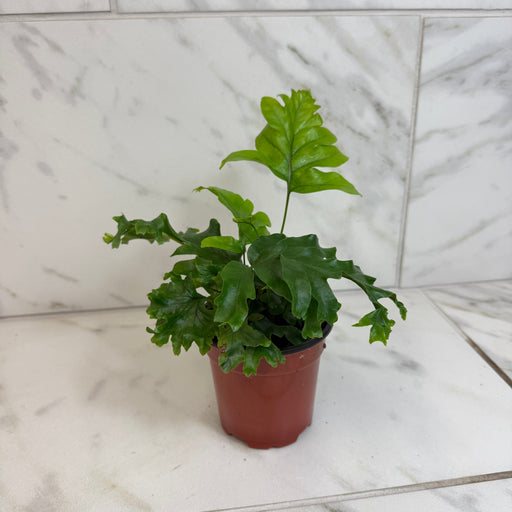The Plant Farm® Houseplants Phlebosia 'Nicholas Diamond' Fern, 4" Plant