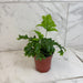 The Plant Farm® Houseplants Phlebosia 'Nicholas Diamond' Fern, 4" Plant