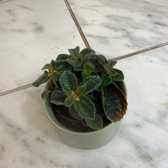 The Plant Farm® Houseplants Pilea nummulariifolia dark leaf, 2" Plant