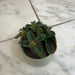 The Plant Farm® Houseplants Pilea nummulariifolia dark leaf, 2" Plant
