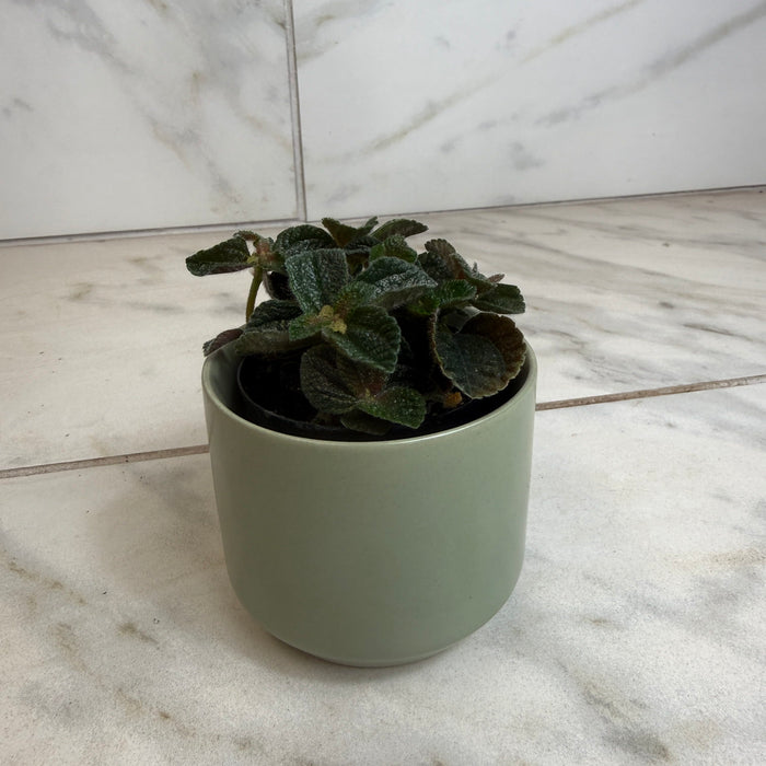 The Plant Farm® Houseplants Pilea nummulariifolia dark leaf, 2" Plant