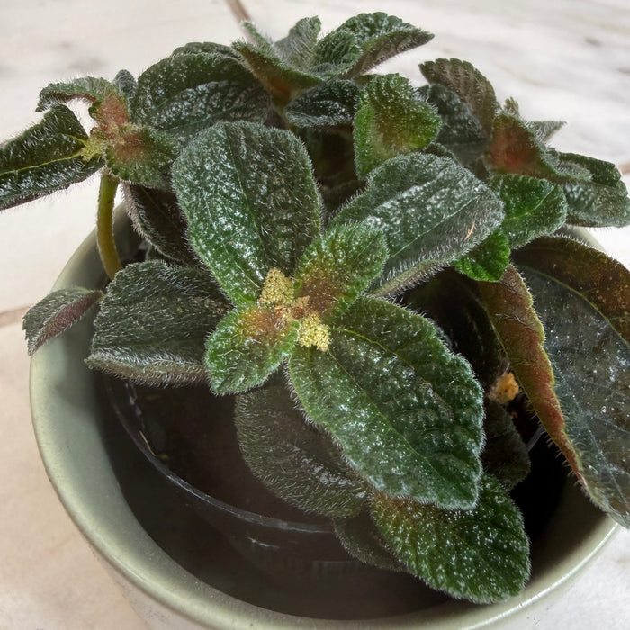 The Plant Farm® Houseplants Pilea nummulariifolia dark leaf, 2" Plant