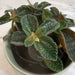 The Plant Farm® Houseplants Pilea nummulariifolia dark leaf, 2" Plant