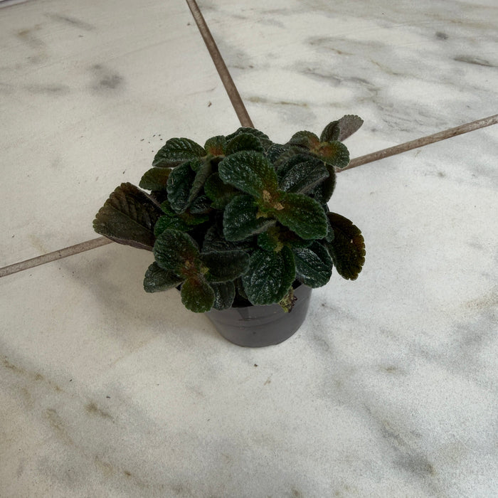 The Plant Farm® Houseplants Pilea nummulariifolia dark leaf, 2" Plant