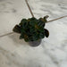 The Plant Farm® Houseplants Pilea nummulariifolia dark leaf, 2" Plant