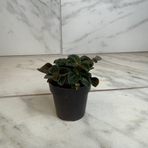 The Plant Farm® Houseplants Pilea nummulariifolia dark leaf, 2" Plant