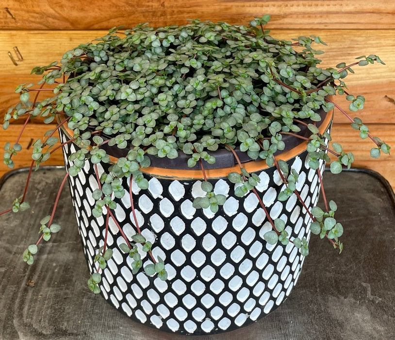 The Plant Farm® Houseplants Pilea Silver Baby Tears, 6" Plant